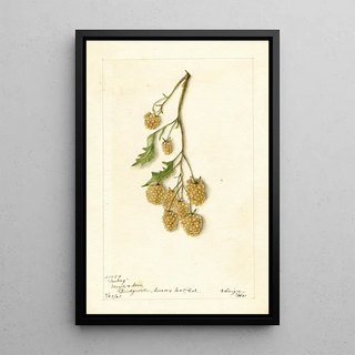 Bertha Heiges - Rubus Iceberg.webp