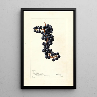 Bertha Heiges - Vitis No.webp