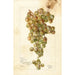Vitis Palomino - Bertha Heiges — Ansicht des Kunstwerks