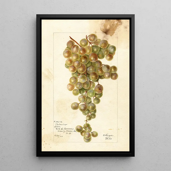 Vitis Palomino - Bertha Heiges — gerahmtes Bild an der Wand