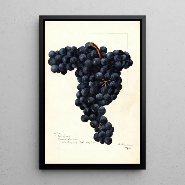 Vitis Petite Syrah - Bertha Heiges — gerahmtes Bild an der Wand