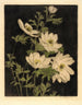 Anemonen - Bertha Jaques — Ansicht des Kunstwerks
