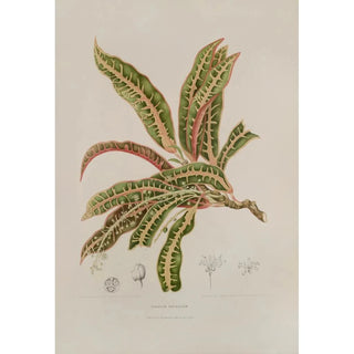 Berthe Hoola van Nooten - Fleurs fruits et feuillages choisis de lille de Java Pl01.webp