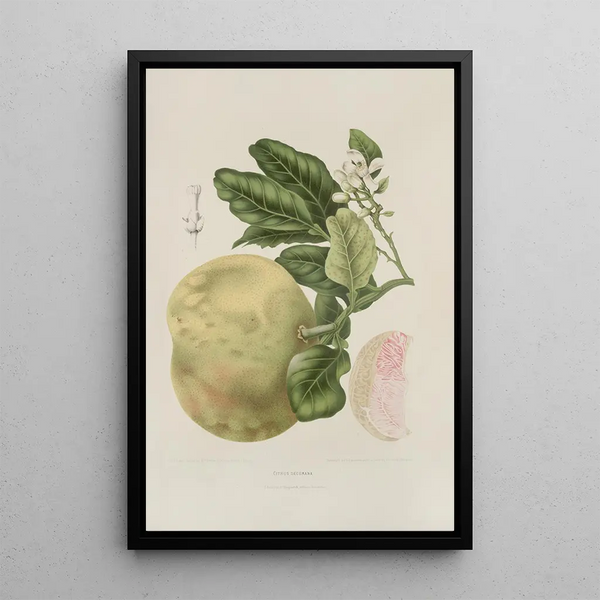 Blumen, Früchte und ausgewählte Blätter von der Insel Java Pl03 - Berthe Hoola van Nooten — gerahmtes Bild an der Wand