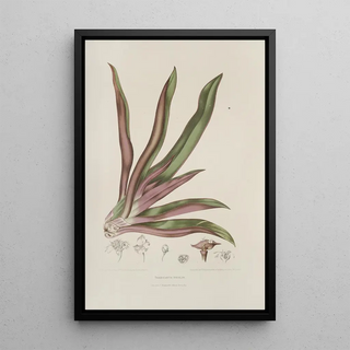Berthe Hoola van Nooten - Fleurs fruits et feuillages choisis de lille de Java Pl05.webp