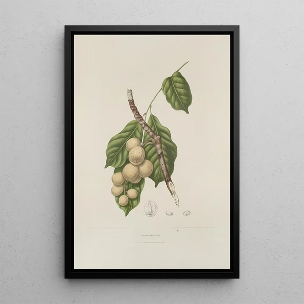 Blumen, Früchte und ausgewählte Blätter von der Insel Java Pl08 - Berthe Hoola van Nooten — gerahmtes Bild an der Wand