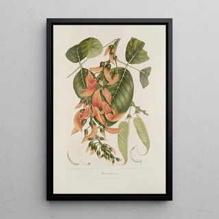 Berthe Hoola van Nooten - Fleurs fruits et feuillages choisis de lille de Java Pl18.webp