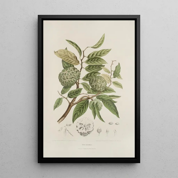 Blumen, Früchte und ausgewählte Blätter von der Insel Java Pl19 - Berthe Hoola van Nooten — gerahmtes Bild an der Wand