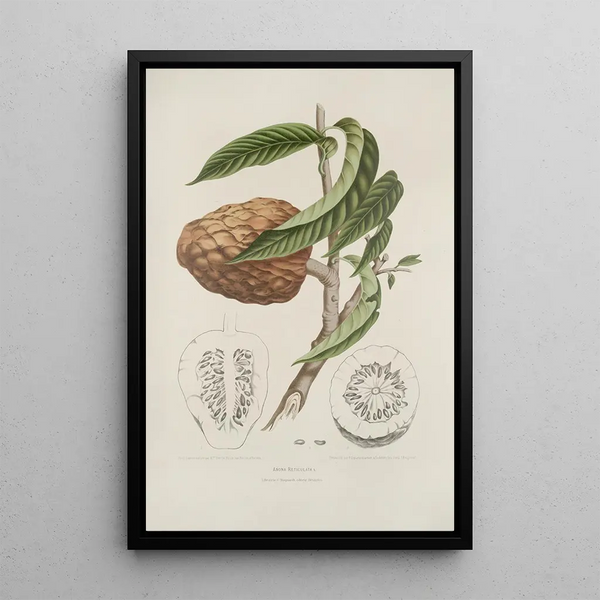 Blumen, Früchte und ausgewählte Blätter von der Insel Java Pl20 - Berthe Hoola van Nooten — gerahmtes Bild an der Wand