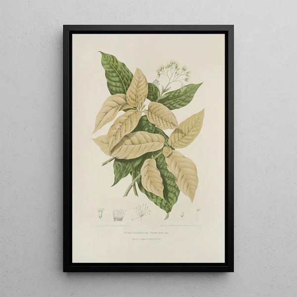Reproduktion des Gemäldes Blumen, Früchte und ausgewählte Blätter von der Insel Java Pl21 - Berthe Hoola van Nooten