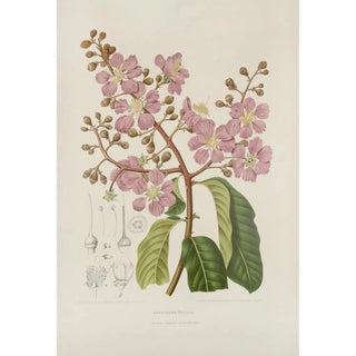 Berthe Hoola van Nooten - Fleurs fruits et feuillages choisis de lille de Java Pl22.webp