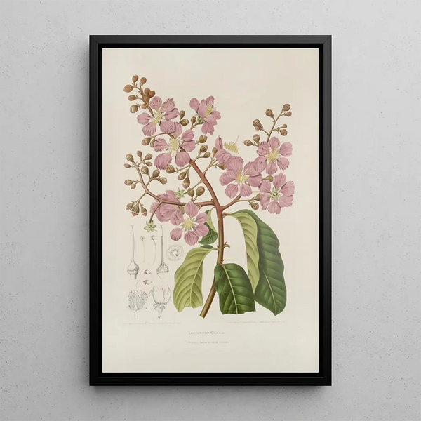 Blumen, Früchte und ausgewählte Blätter von der Insel Java Pl22 - Berthe Hoola van Nooten — gerahmtes Bild an der Wand