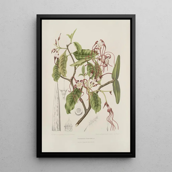 Blumen, Früchte und ausgewählte Blätter von der Insel Java Pl25 - Berthe Hoola van Nooten — gerahmtes Bild an der Wand