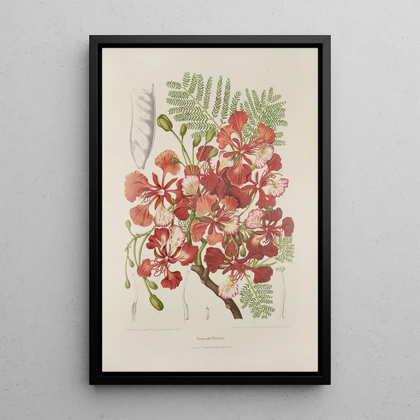 Reproduktion des Gemäldes Blumen, Früchte und ausgewählte Blätter von der Insel Java Pl37 - Berthe Hoola van Nooten