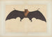 Eine große indische Fledermaus oder Flughund Pteropus giganteus - Bhawani Das — Ansicht des Kunstwerks