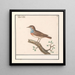 Blauwborst Luscinia svecica - Anselmus Botius de Boodt — gerahmtes Bild an der Wand