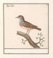 Blauwborst Luscinia svecica - Anselmus Botius de Boodt — Ansicht des Kunstwerks