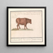 Bovine brasilianisches Gemälde Bos taurus bresilaensen os Ezel Taurasinus taurane aus Brasilien - Anselmus Botius de Boodt — gerahmtes Bild an der Wand