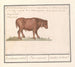 Bovine brasilianisches Gemälde Bos taurus bresilaensen os Ezel Taurasinus taurane aus Brasilien - Anselmus Botius de Boodt — Ansicht des Kunstwerks