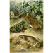 Bufo vulgaris Bufo viridis Bufo calamita Alytes obstetricans - Bruno Drigen — Ansicht des Kunstwerks