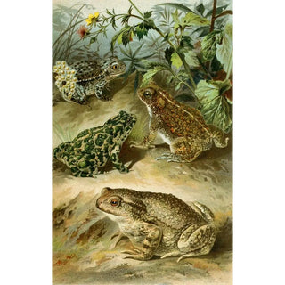 Bruno Drigen - Bufo vulgaris Bufo viridis Bufo calamita Alytes obstetricans.webp