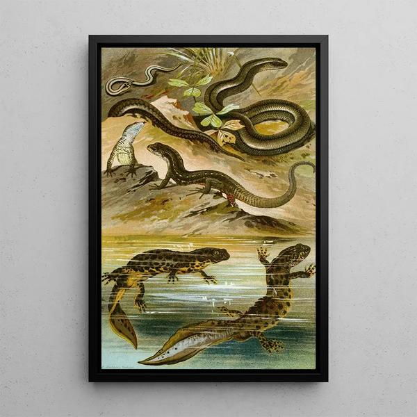 Bruno Drigen - Lacerta vivipara Triton cristatus Anguis fragilis.webp