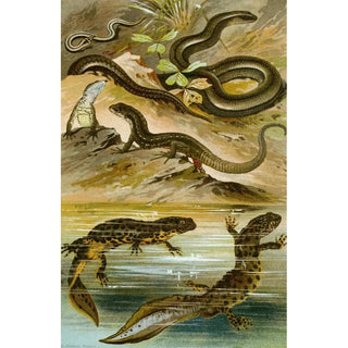 Bruno Drigen - Lacerta vivipara Triton cristatus Anguis fragilis.webp