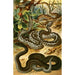 Vipera berus - Bruno Drigen — Ansicht des Kunstwerks