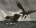 Aigles de mer - Bruno Liljefors — Ansicht des Kunstwerks