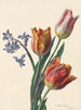 Drei Tulpen und ein Zweig Hyazinthe - C. de Haspe — Ansicht des Kunstwerks