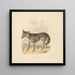Canis Lupus ou Loup gris - Samuel Howitt — gerahmtes Bild an der Wand
