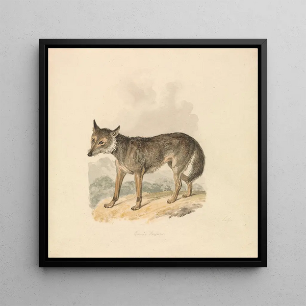 Canis Lupus ou Loup gris - Samuel Howitt