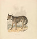 Canis Lupus ou Loup gris - Samuel Howitt — Ansicht des Kunstwerks