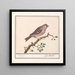 Carduelis flammea - Anselmus Botius de Boodt — gerahmtes Bild an der Wand