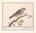 Carduelis flammea - Anselmus Botius de Boodt — Ansicht des Kunstwerks