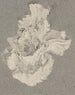Azalee - Carel Adolph Lion Cachet — Ansicht des Kunstwerks