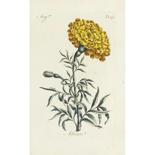 Carington Bowles - African.webp