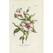 Althaea frutex - Carington Bowles — Ansicht des Kunstwerks
