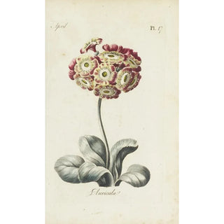 Carington Bowles - Auricula.webp