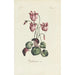 Cyclamen - Carington Bowles — Ansicht des Kunstwerks