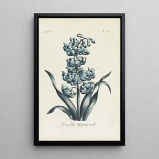 Carington Bowles - Double Hyacinth.webp
