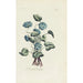 Violette double - Carington Bowles — Ansicht des Kunstwerks