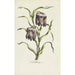 Fritillaire - Carington Bowles — Ansicht des Kunstwerks