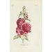 Rose trémière - Carington Bowles — Ansicht des Kunstwerks