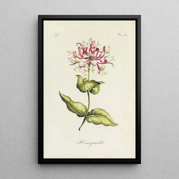 Geißblatt - Carington Bowles — gerahmtes Bild an der Wand