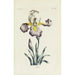 Reproduktion des Gemäldes Iris - Carington Bowles
