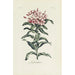 Reproduktion des Gemäldes Lychnis - Carington Bowles