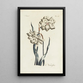 Carington Bowles - Narcissus.webp