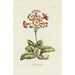 Polianthes - Carington Bowles — Ansicht des Kunstwerks