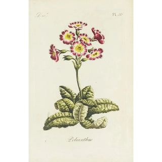 Carington Bowles - Polianthos.webp